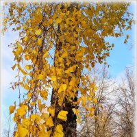 Краски осени( золотая березка в сквере) :: Наталья ***