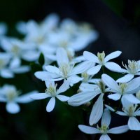 Любуюсь красотой :: Таня Фиалка Любуюсь красотой :: Таня Фиалка