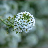 Осенние ... :: Aquarius - Сергей Осенние ... :: Aquarius - Сергей