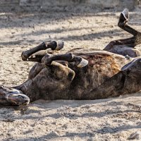 Конь :: SanSan San