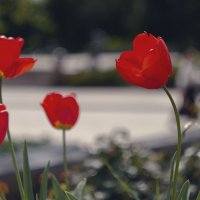 Алые тюльпаны в городе. :: Анатолий Щербак