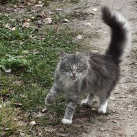 Домашние животные :: Зоя Мишина