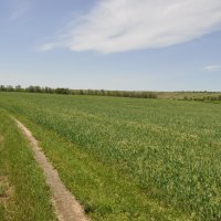 Местные виды.