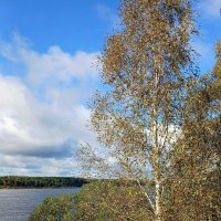 Березка