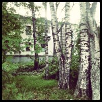 Берёзы :: Денис Безногов
