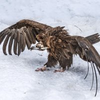 Гриф