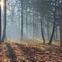 Осеннее утро в лесу :: Милорад 