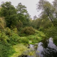 Дикий уголок.