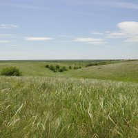 Весна. ковыль. :: Виктор 