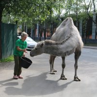 Персональная заправка корабля пустыни