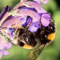 Пушистая мохнатость.