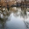 фото Парковый водоём :: Олег Д