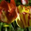 Тюльпаны :: Анастасия Созинова
