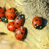 Божья коровка :: Светлана Федорова