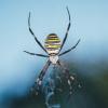 Argiope aurantia :: Alexandr Ghereg