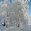 В серебре :: Валентина Богатко 