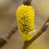 Blooming Willow | 3 :: Sergey Sonvar