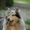 Долли :: Referee (Дмитрий)