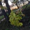 Клён :: Сапсан 