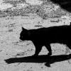 ТЕНЬ ЧЁРНОГО КОТА ЧЕРНА... :: Елена Даньшина