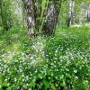 В майском лесу :: Елена 
