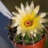 Цветение кактуса Notocactus submammulosus :: Николай Зиновьев