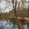 Парк Сосновка. Весна. :: Лилия *