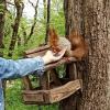 Кормление белок - одно из развлечений отдыхающих :: Виктор 
