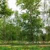 У озера :: veilins veilins