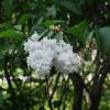 Когда цвела сирень :: Наталья Rosenwasser