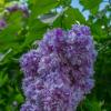Май. Аромат сирени :: Наталья Rosenwasser