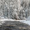 Линдуловская роща :: skijumper Иванов