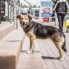 Благороднейший Собака в естественной среде обитания :: Коля Лукашов