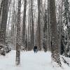 Линдуловская роща :: skijumper Иванов
