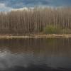 Aspen forest on the bank of the deep Bolshoy Puchkas River on a cloudy spring day | 9 :: Sergey Sonvar