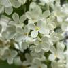 White Lilac | 13 :: Sergey Sonvar