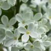 White Lilac | 15 :: Sergey Sonvar