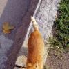 Котик... Выборг... :: vadim 