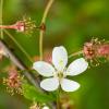 Cherry blossom | 1 :: Sergey Sonvar