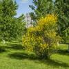 Лужайка :: Анатолий Чикчирный