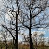 В парке. Начало весны. :: Любимова Ольга 