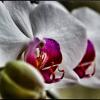 Орхидея. :: Руслан