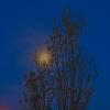 Луна застряла в ветках... :: Giant Tao /