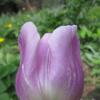 Нежно-розовый тюльпан :: Дмитрий Никитин