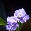 Стрептокарпус. :: Ирина ***