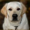 Добрые глаза лабрадора ... :: Валентина Надсон