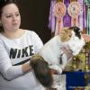 Фото с выставки кошек :: Светлана Ищенко