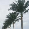 Пальмы :: Георгиевич 