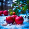 Яблоки на снегу... :: Наталья Куликова