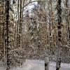 лыжня в лесу :: Владимир 
